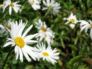 Obraz na płótnie Canvas white daisies
