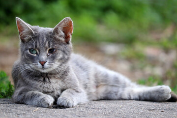 Naklejka na ściany i meble Grey cat with a sore eye laying on a summer street. Portrait of stray unhappy pet looking into the distance