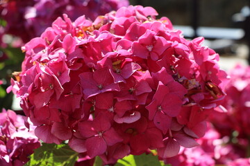 Fleurs dans les rues de Fougères, France