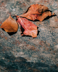 autumn leaves on a rustic and textured stone table