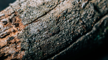 Close-up shot of a broken tree branch. The focus is on the middle.