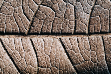 Macro close-up of a dry leaf. The wrinkles and cracks on the leaf make it look like a large animal's skin.