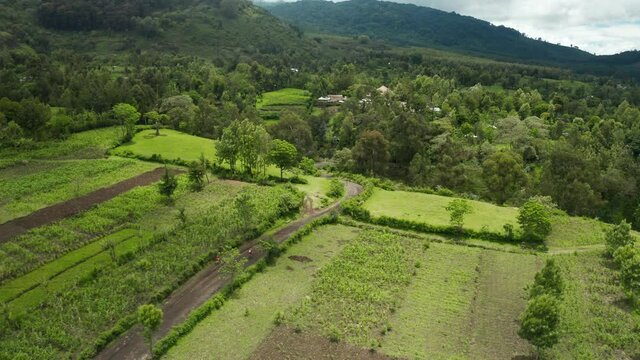 Aerial drone shot flying above marathon athletes on mountainbikes cycling on a dirt road through grass field and farmland very heavy workout in jungle forest Tanzania - fly over following shot 4k
