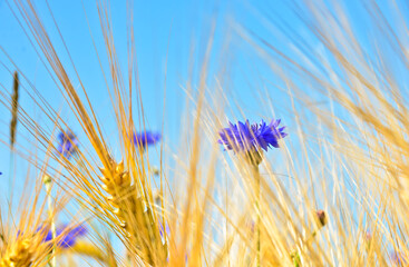 Beautiful blue cornflowers in front of an light brown grain field in summer