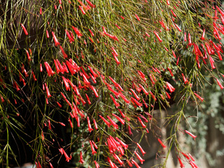 (Russelia equisetiformis) Plante corail ou russélie fausse-prêle, arbrisseau au port pleureur...