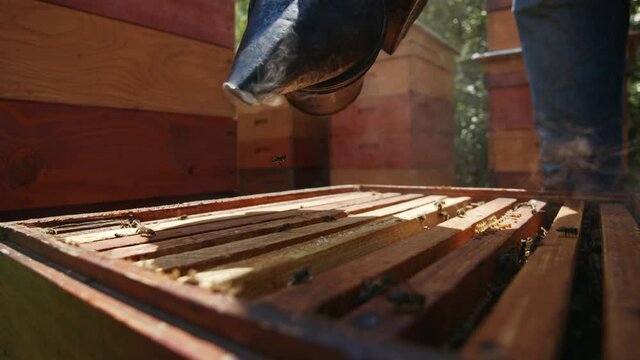 Beekeeper spreading fumigating white smoke on beehive to remove honeycomb frames. Beekeeping work process. Apiculture. Natural concept.