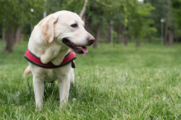 Labrador female dog resting in the public park, sitting down