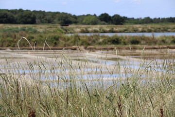 Marais salants de Guérande