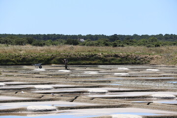 Marais salants de Guérande