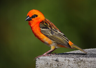 Red Fody bird - Foudia Madagascariensis