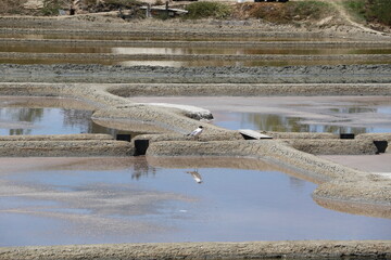 Marais salants de Guérande