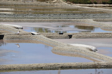 Marais salants de Guérande