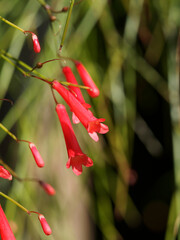 Russelia equisetiformis | Plante corail ou goutte de sang à inflorescence paniculée rouge vif, aux fines branches retombantes portant de minuscules feuilles en spirales 