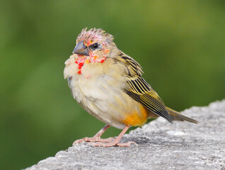 Cute little Fody bird