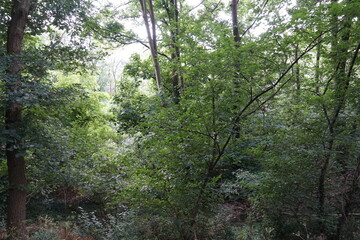 Natur