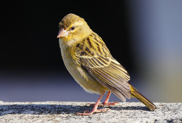 Cute bird looking at camera