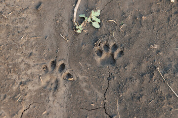 Cat's paw imprint on wet ground.
