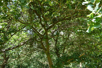 Fototapeta premium Natur
