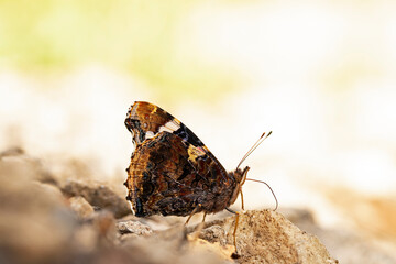 Atalanta butterfly / Red Admiral / Vanessa atalanta