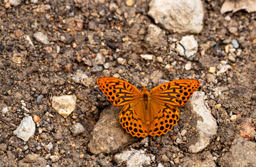 Gengaver butterfly ; Argynnis paphia