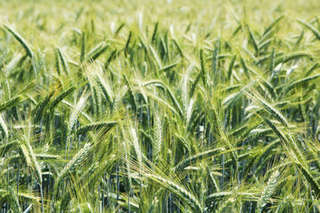 A field with green ears in Baden-Wuerttemberg, Germany