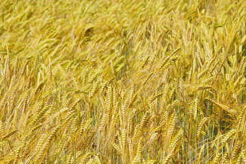 A field with ripe ears in Baden-Wuerttemberg, Germany