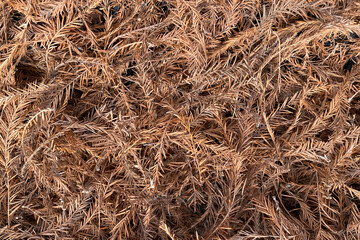 a detailed closeup angle view looking down at some natural and dry pine tree brush needles ground covering thicket perfect for garden and gardening background as well as nature backdrops