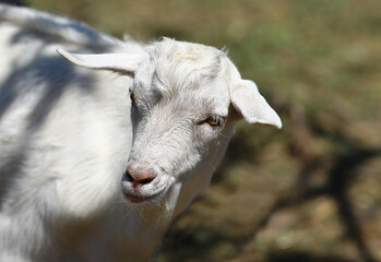 A small white goat looks around..