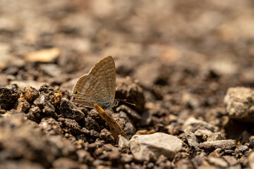 Lampides butterfly ; Lampides boeticus