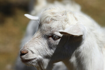 Portrait of a small white goat, which stands sideways to the camera...