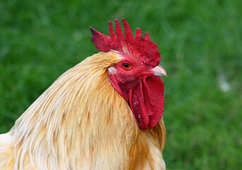 Cockerel  - Red Rooster close up of head