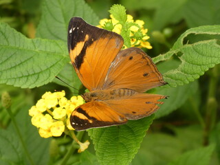 Visite du Papiliorama à Kerzers dans le canton de Fribourg (Suisse)