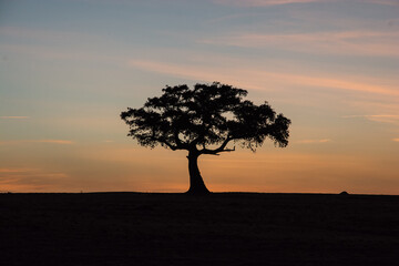 Sunrise in the Maasai Mara, Kenya with the silhouette of a tree