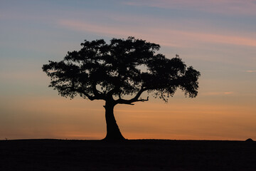 Fototapeta na wymiar Sunrise in the Maasai Mara, Kenya with the silhouette of a tree