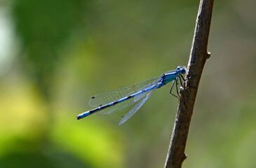 Common blue damselfly on twig  isolated with out of focus background.