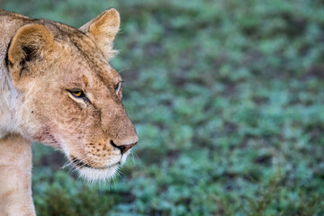 Fototapeta premium Lioness (Panthera leo) in the early morning light of the Maasai Mara, Kenya