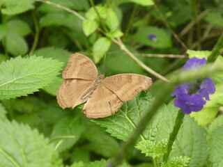 Visite du Papiliorama à Kerzers dans le canton de Fribourg (Suisse)