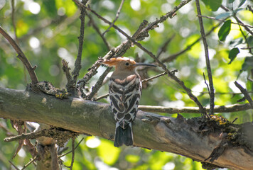 Eurasian Hoopoe. The bird is sitting in a tree on a branch