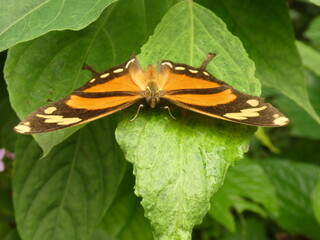 Visite du Papiliorama à Kerzers dans le canton de Fribourg (Suisse)