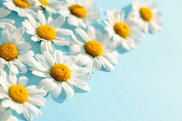 White camomiles on a blue background. Beautiful spring or summer composition, template for design with place for text