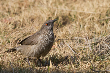 Arrow-marked babbler (Turdoides jardineii) with bright orange eye foraging on the ground in South Africa