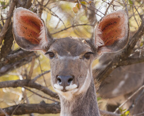 Female Greater Kudu (Tragelaphus strepsiceros) closeup head portrait with large ears and trees in the background