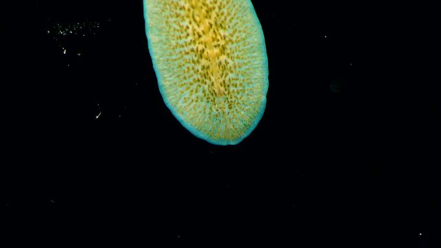 Black Sea. Marine flatworm, planaria, crawling on the glass