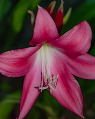 subliminal arts studio