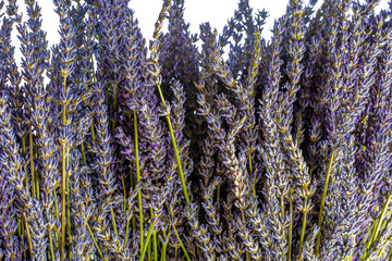Bunch of dry lavender flowers isolated on white background