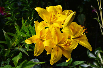 Flowering yellow lilies