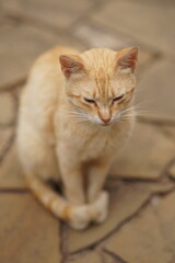 Cute ginger cat portrait on summer yard.