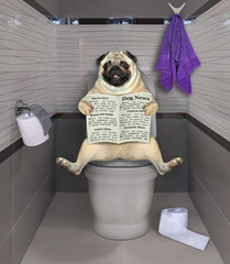 The pug dog is sitting on a white toilet bowl and reading a newspaper in the bathroom.