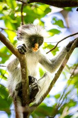 Obraz premium Red Colombus Monkey in Zanzibar Tanzania wildlife