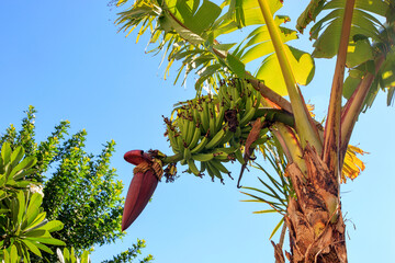 Bananas on a tree
